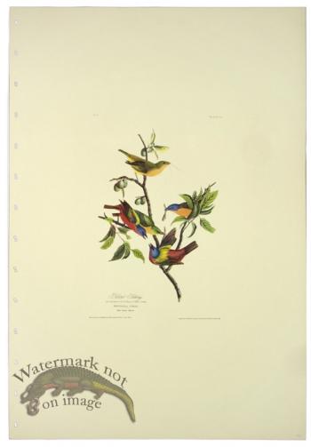 Painted Bunting L.E.